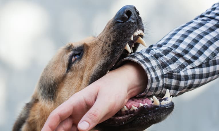 German Shepherd biting man's wrist